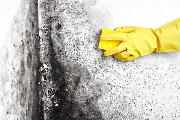 Best DIY Mold Remediation Support Services in Oak Creek, WI