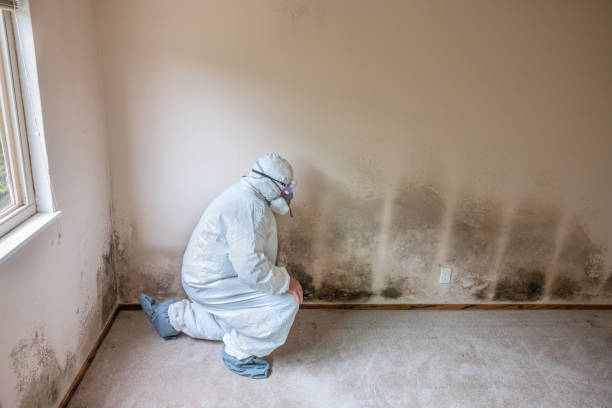Best Black Mold Remediation in Oak Creek, WI