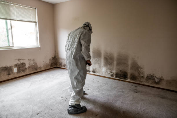 Best Attic Mold Remediation in Oak Creek, WI