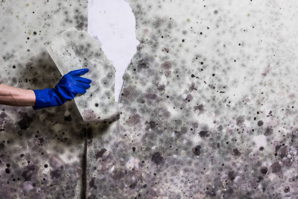 Best Localized Mold Remediation (e.g., coastal areas, humid climates) in Oak Creek, WI
